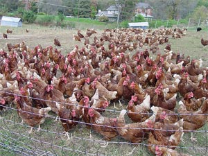 free-range chickens