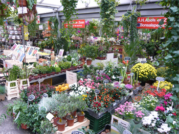 flowerstall Flower market in Amsterdam