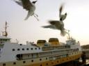 gull_seagull_ferry_277965_m.jpg