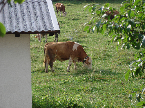 cow