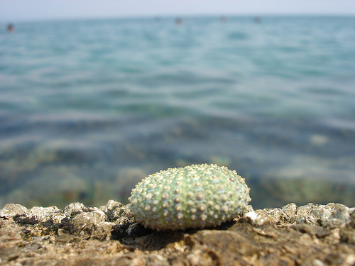 croatia shell