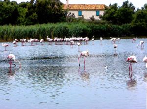 camargue