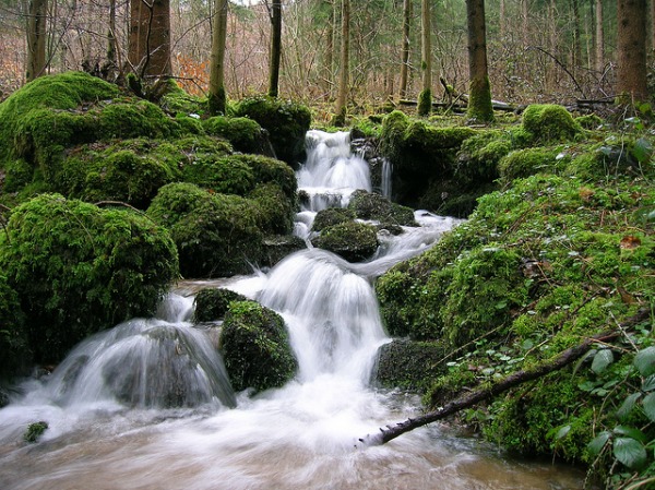 blackforest