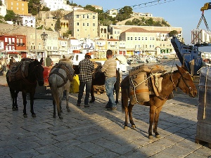 donkeys in the harbor