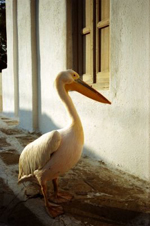 Petros the pelican