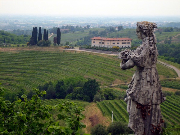 italy vineyard pictures