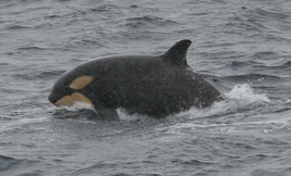 Killer whale calf. Photo by Gilad Rom.