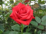 photo-rosephoto-rose-red-france061.jpg